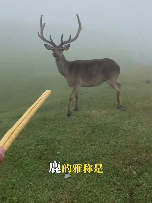 有沒有更多雅稱可以叫？