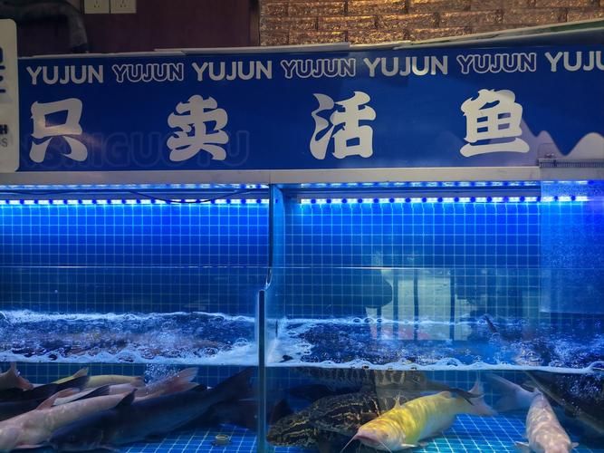 滄州龍魚批發(fā)市場（滄州龍魚批發(fā)市場1.烏海龍魚推薦祥龍魚場-） 行業(yè)新聞 第3張