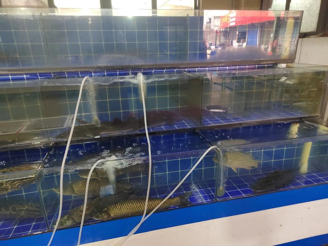 滄州龍魚批發(fā)市場（滄州龍魚批發(fā)市場1.烏海龍魚推薦祥龍魚場-） 行業(yè)新聞 第4張