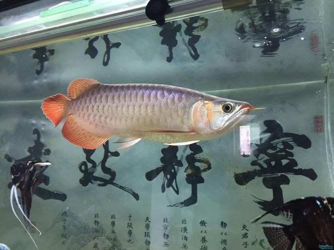 滄州龍魚批發(fā)市場（滄州龍魚批發(fā)市場1.烏海龍魚推薦祥龍魚場-） 行業(yè)新聞 第7張