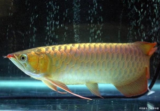 滄州龍魚批發(fā)市場（滄州龍魚批發(fā)市場1.烏海龍魚推薦祥龍魚場-） 行業(yè)新聞 第8張