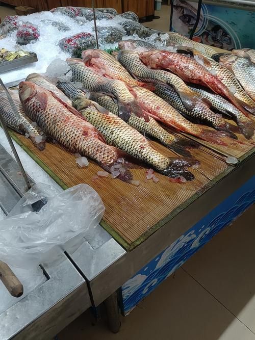 滄州龍魚批發(fā)市場（滄州龍魚批發(fā)市場1.烏海龍魚推薦祥龍魚場-） 行業(yè)新聞 第9張