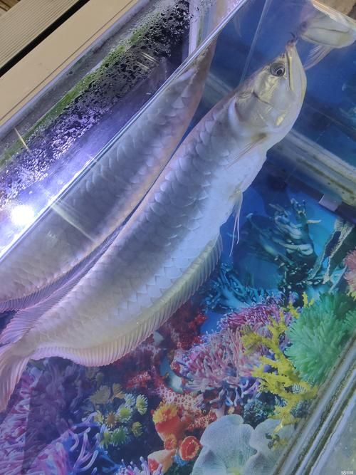 滄州龍魚批發(fā)市場（滄州龍魚批發(fā)市場1.烏海龍魚推薦祥龍魚場-） 行業(yè)新聞 第14張