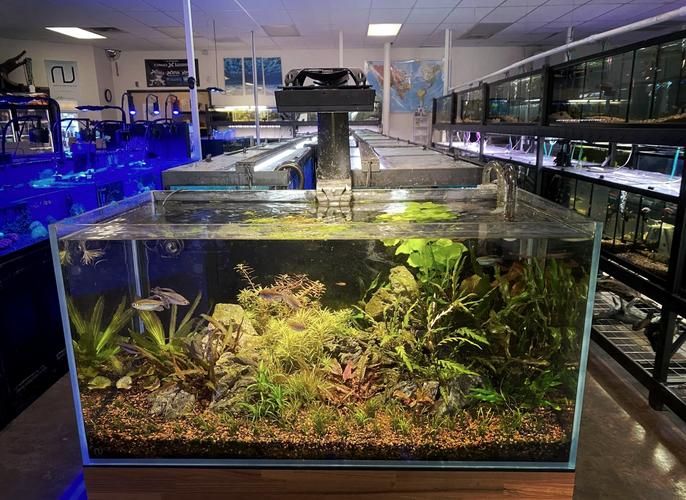 邵陽魚缸批發(fā)市場（邵陽魚缸批發(fā)市場和祥龍魚場品牌營銷是兩個完全不同的領(lǐng)域）