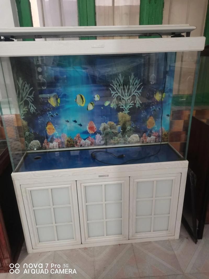 邵陽魚缸批發(fā)市場（邵陽魚缸批發(fā)市場和祥龍魚場品牌營銷是兩個完全不同的領(lǐng)域）