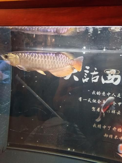 邵陽魚缸批發(fā)市場（邵陽魚缸批發(fā)市場和祥龍魚場品牌營銷是兩個完全不同的領(lǐng)域）