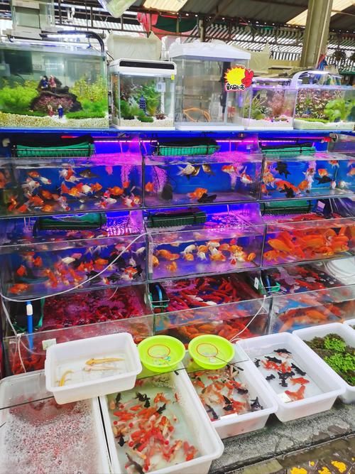 昆明觀賞魚批發(fā)市場