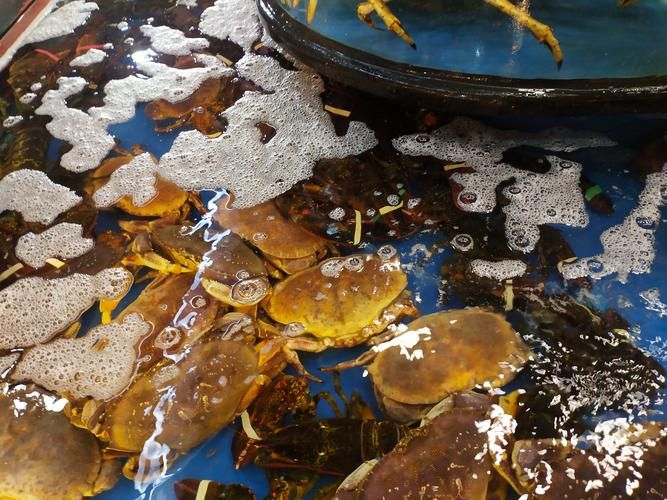 湛江魚缸批發(fā)市場(湛江魚缸批發(fā)市場與祥龍魚場品牌營銷)