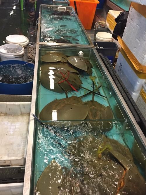 湛江魚缸批發(fā)市場(湛江魚缸批發(fā)市場與祥龍魚場品牌營銷)