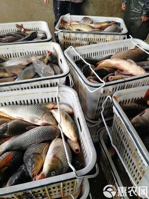 襄陽觀賞魚批發(fā)市場 行業(yè)新聞 第2張 襄陽觀賞魚批發(fā)市場 行業(yè)新聞 第2張