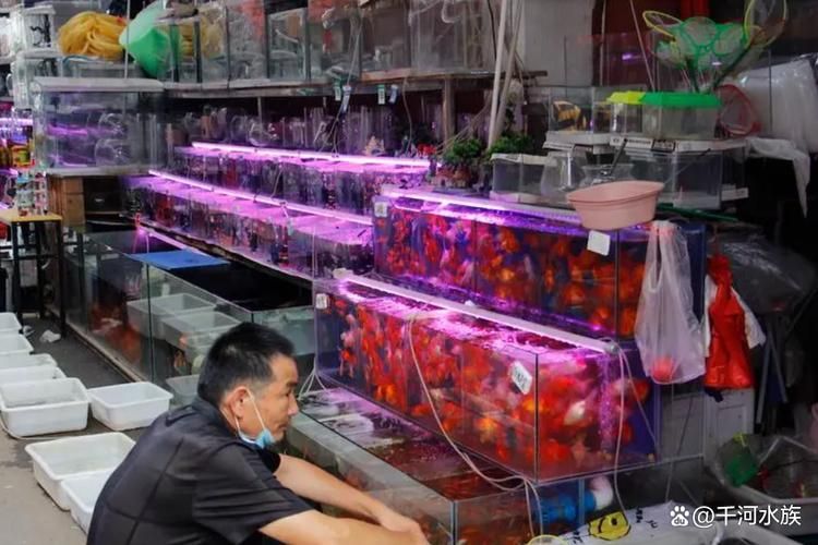 襄陽觀賞魚批發(fā)市場 行業(yè)新聞 第1張 襄陽觀賞魚批發(fā)市場 行業(yè)新聞 第1張