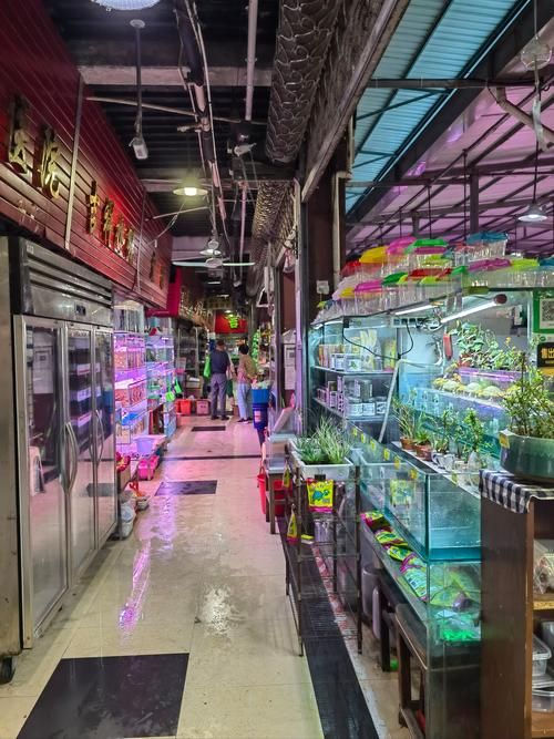 襄陽觀賞魚批發(fā)市場 行業(yè)新聞 第6張 襄陽觀賞魚批發(fā)市場 行業(yè)新聞 第6張