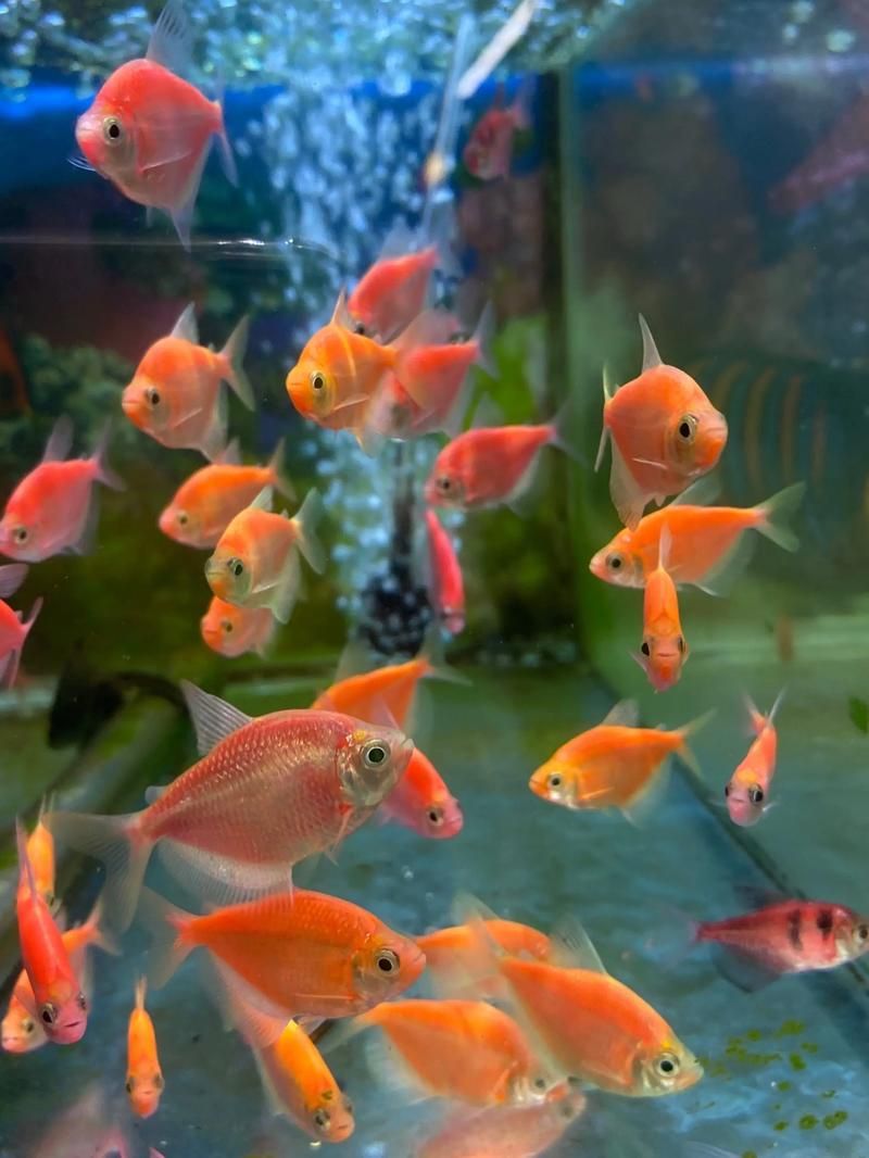 襄陽觀賞魚批發(fā)市場 行業(yè)新聞 第8張 襄陽觀賞魚批發(fā)市場 行業(yè)新聞 第8張