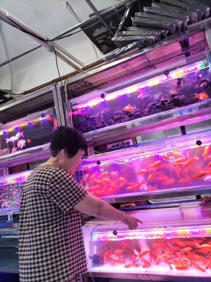 襄陽觀賞魚批發(fā)市場 行業(yè)新聞 第7張 襄陽觀賞魚批發(fā)市場 行業(yè)新聞 第7張