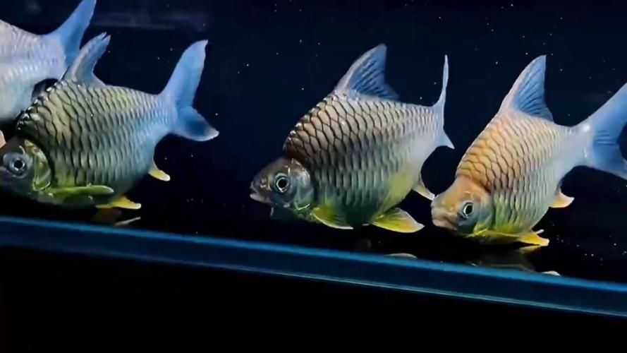 襄陽觀賞魚批發(fā)市場 行業(yè)新聞 第16張