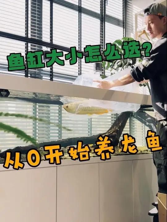 龍魚需要多大的水族箱？，養龍魚，水族箱的尺寸絕不是“能放下就行”，而是直接關系到健康