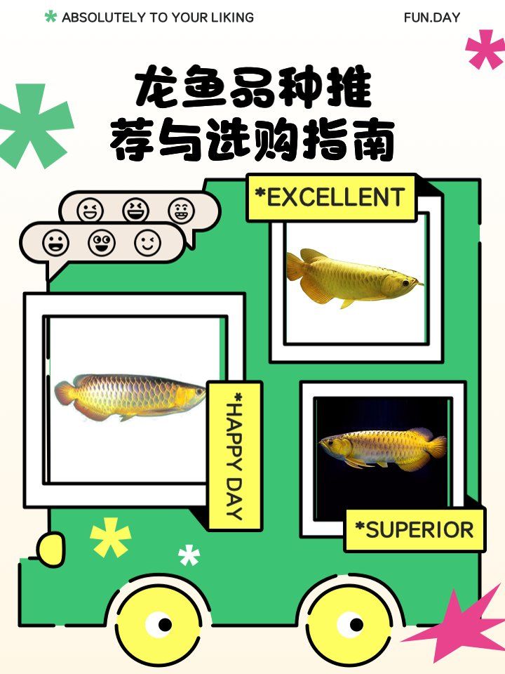 哪些品種的龍魚最適合新手？（適合新手養的龍魚品種：青龍魚、寶石金龍魚、白子銀龍魚）