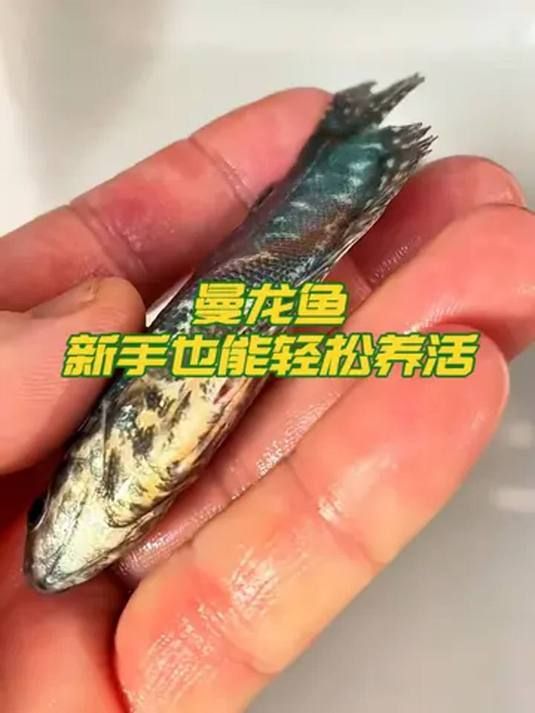 哪些品種的龍魚最適合新手？（適合新手養的龍魚品種：青龍魚、寶石金龍魚、白子銀龍魚）