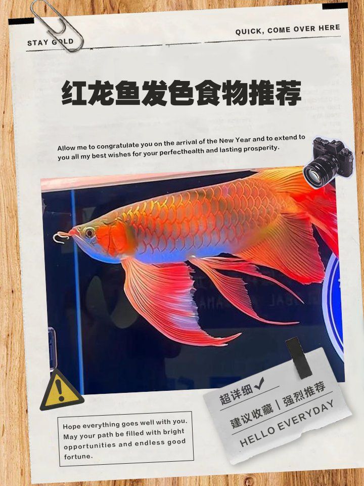 紅龍魚除了蝦，還可以喂哪些食物？，紅龍魚除了蝦還可以喂食多種食物