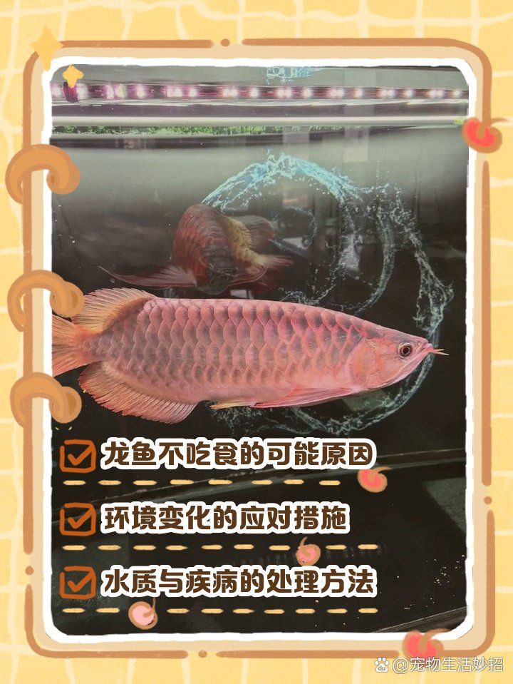 如何判斷龍魚厭食是由什么引起的？，判斷龍魚厭食的原因及應對原因及應對龍魚厭食原因