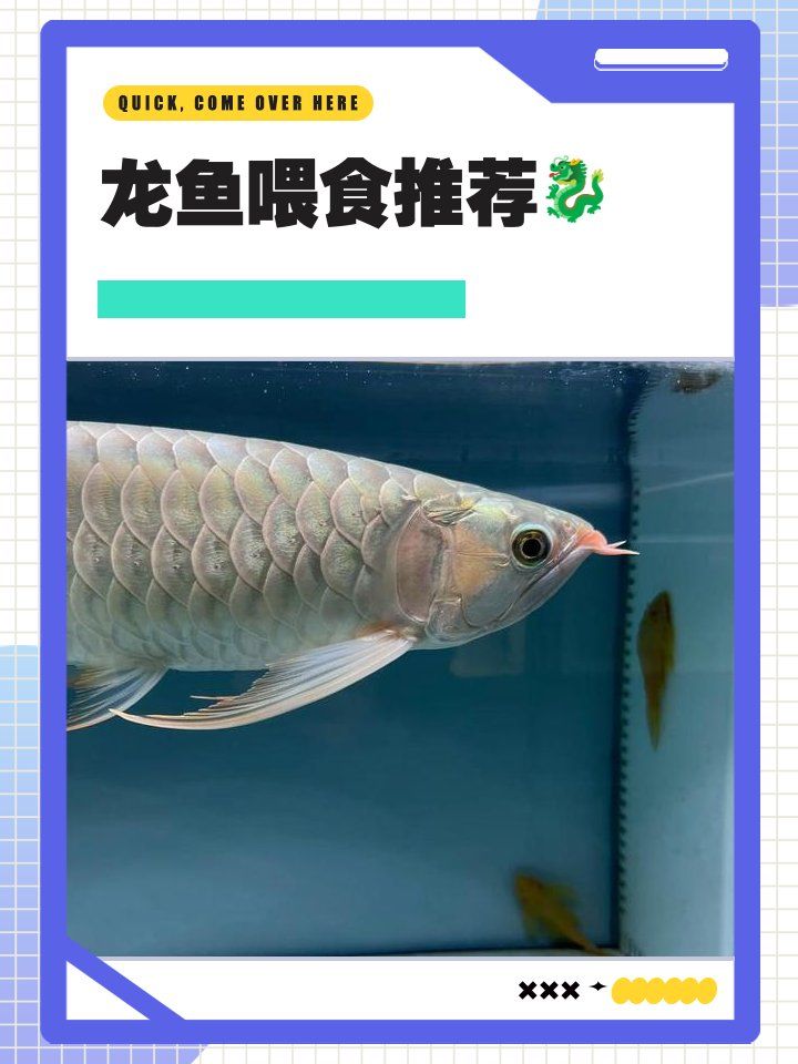 有哪些適合龍魚的專用飼料？，龍魚飼料搭配喂養計劃表