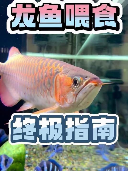 有哪些適合龍魚的專用飼料？，龍魚飼料搭配喂養計劃表