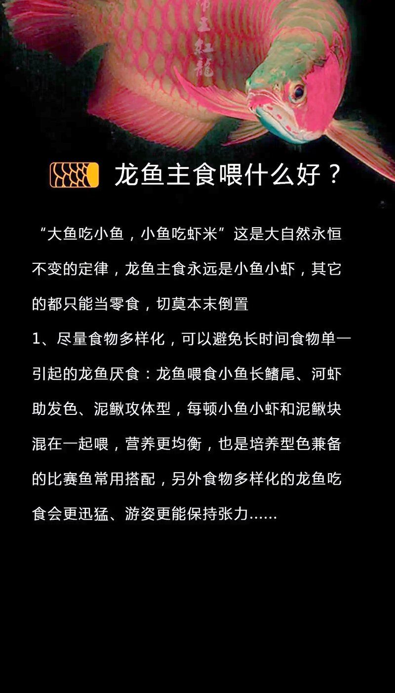 有哪些適合龍魚的專用飼料？，龍魚飼料搭配喂養計劃表