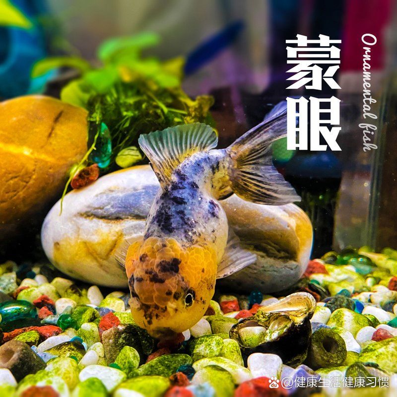 哪些藥物可以有效治療龍魚眼睛白膜？，治療龍魚眼睛白膜的藥物有很多種