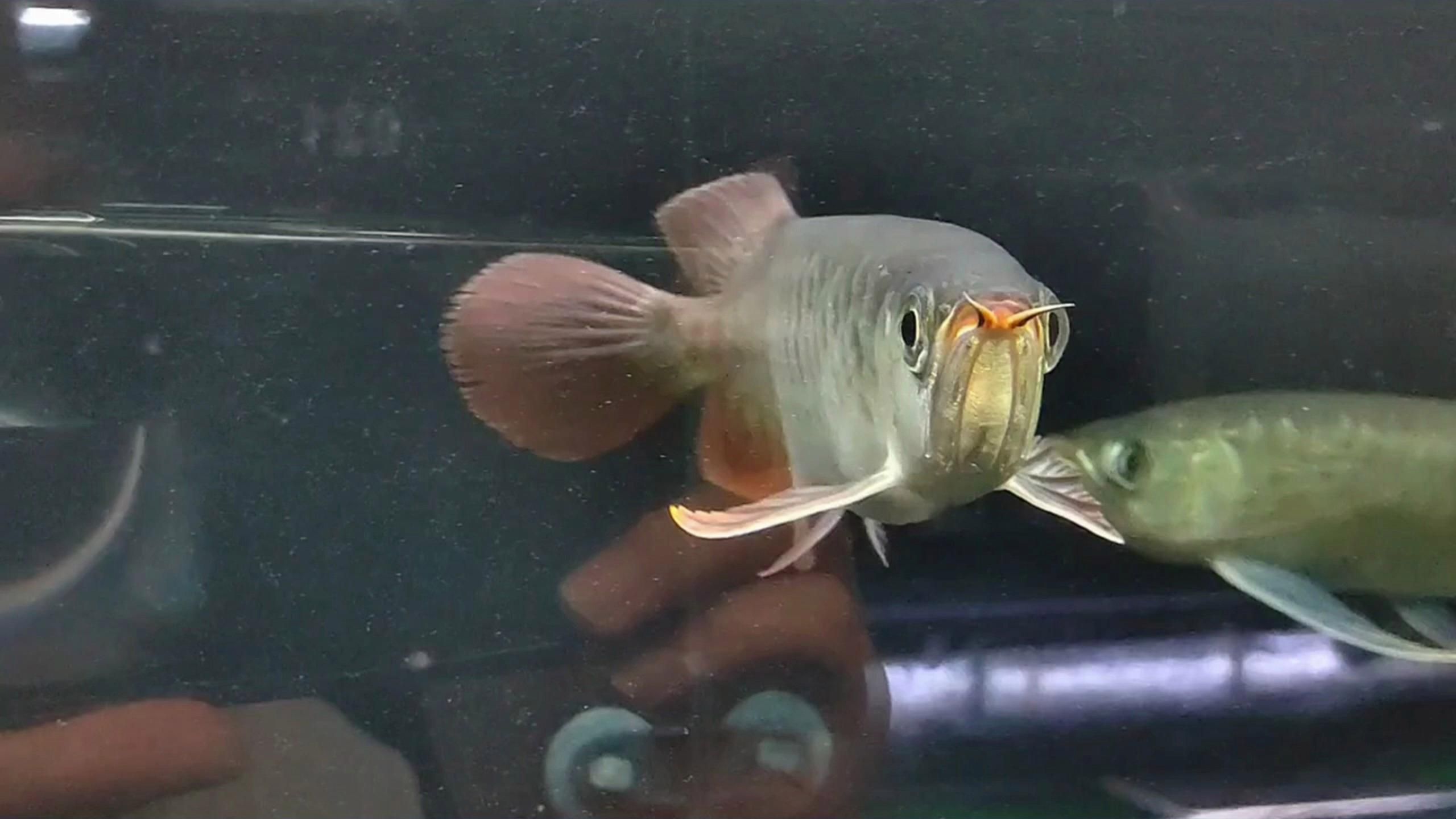 龍魚新缸換水時需要注意什么？