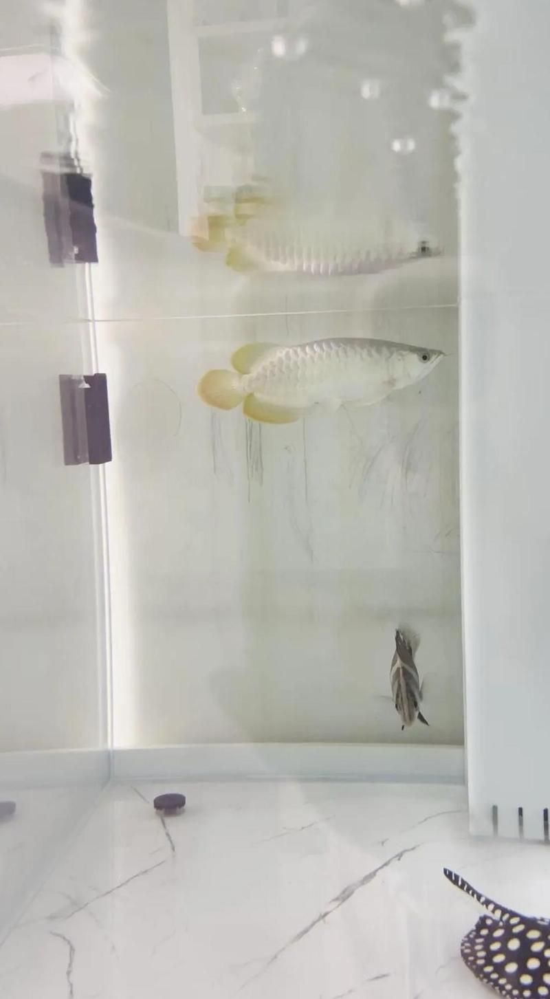 龍魚長期不愛動會死嗎？，龍魚長期不愛動會死亡嗎？