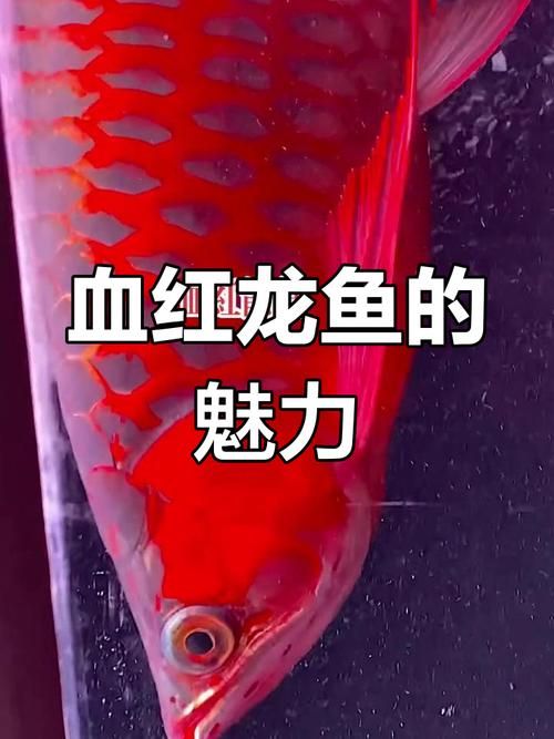 推荐一些2004年流行的龙鱼品种，世界上最受欢迎的龙鱼品种，可达18年以上