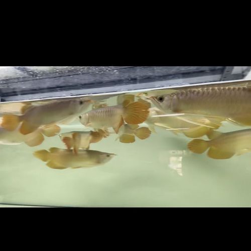 如何辨別武吉美拉金龍魚的真偽？，如何辨別金龍魚的真偽？ 如何辨別武吉美拉金龍魚的真偽？，如何辨別金龍魚的真偽？ 龍魚百科 第3張