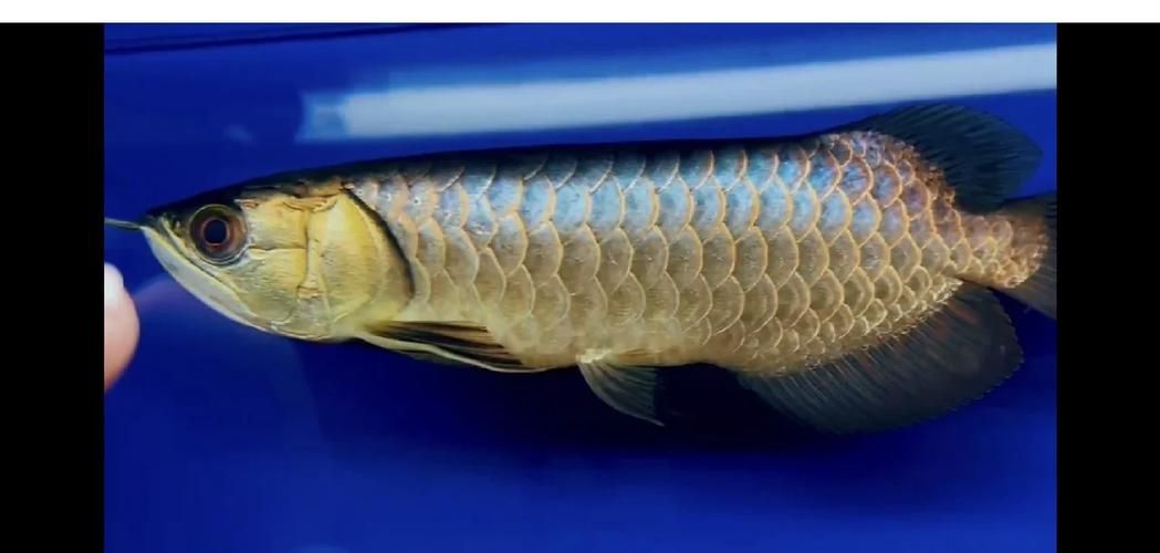 如何辨別武吉美拉金龍魚的真偽？，如何辨別金龍魚的真偽？ 如何辨別武吉美拉金龍魚的真偽？，如何辨別金龍魚的真偽？ 龍魚百科 第2張