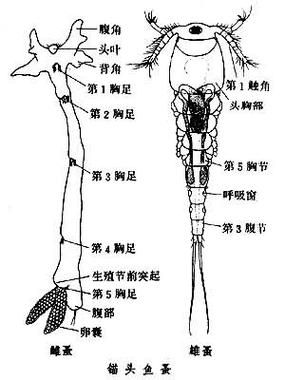 給我一些治療龍魚眼白蟲子的藥物推薦，治療龍魚“眼白蟲子”藥物推薦