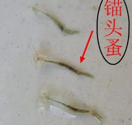給我一些治療龍魚眼白蟲子的藥物推薦，治療龍魚“眼白蟲子”藥物推薦