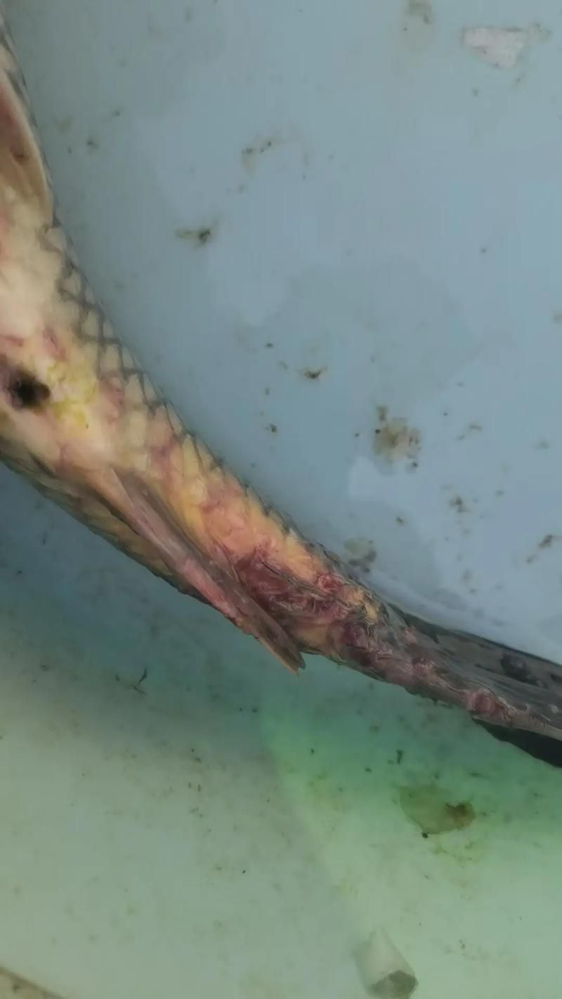 給我一些治療龍魚眼白蟲子的藥物推薦，治療龍魚“眼白蟲子”藥物推薦