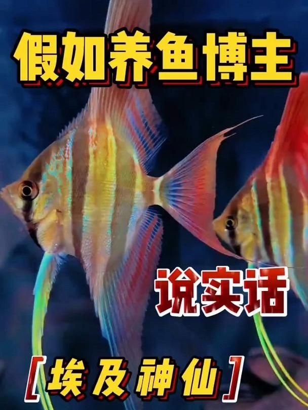 推薦一些適合與龍魚混養的神仙魚品種，埃及神仙魚混養的神仙魚品種推薦與龍魚混養的品種