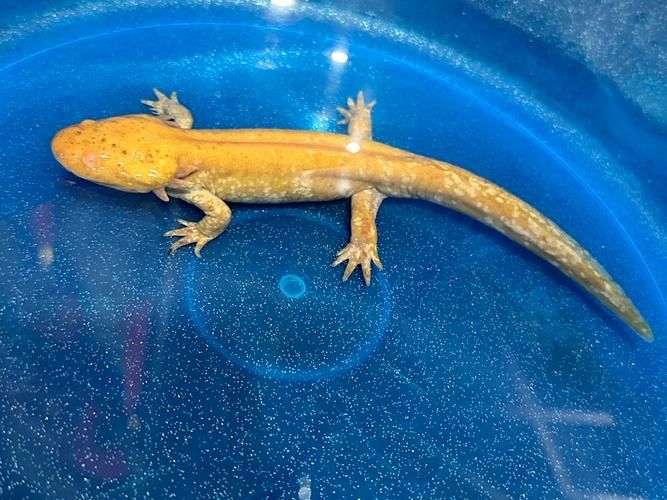 給我一些四腳龍魚的飼養技巧，ambystomamexicanumheim2217（墨西哥鈍口螈）