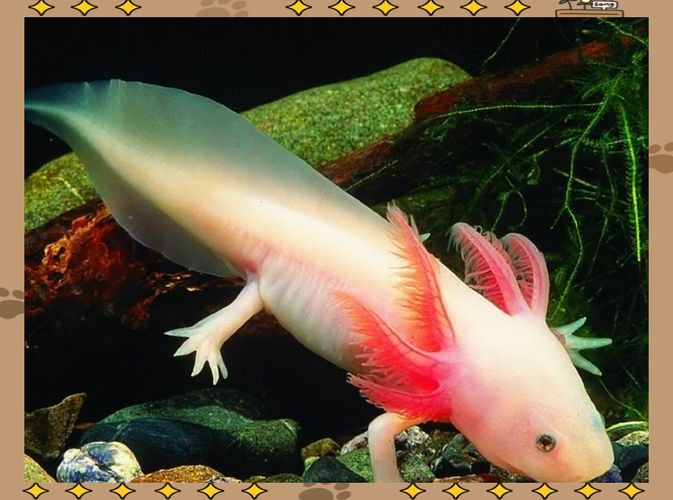 給我一些四腳龍魚的飼養技巧，ambystomamexicanumheim2217（墨西哥鈍口螈）