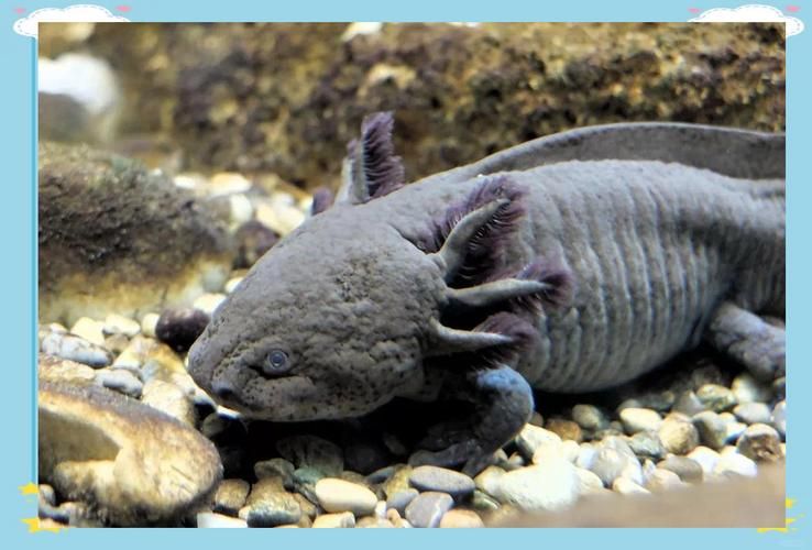 給我一些四腳龍魚的飼養技巧，ambystomamexicanumheim2217（墨西哥鈍口螈）