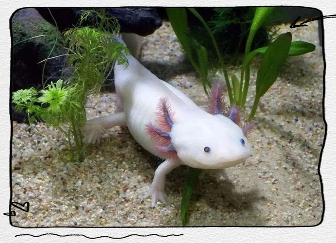 給我一些四腳龍魚的飼養技巧，ambystomamexicanumheim2217（墨西哥鈍口螈）