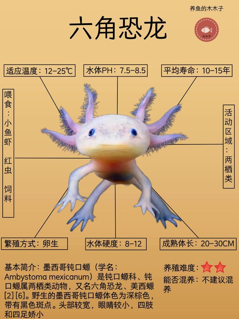 給我一些四腳龍魚的飼養技巧，ambystomamexicanumheim2217（墨西哥鈍口螈）