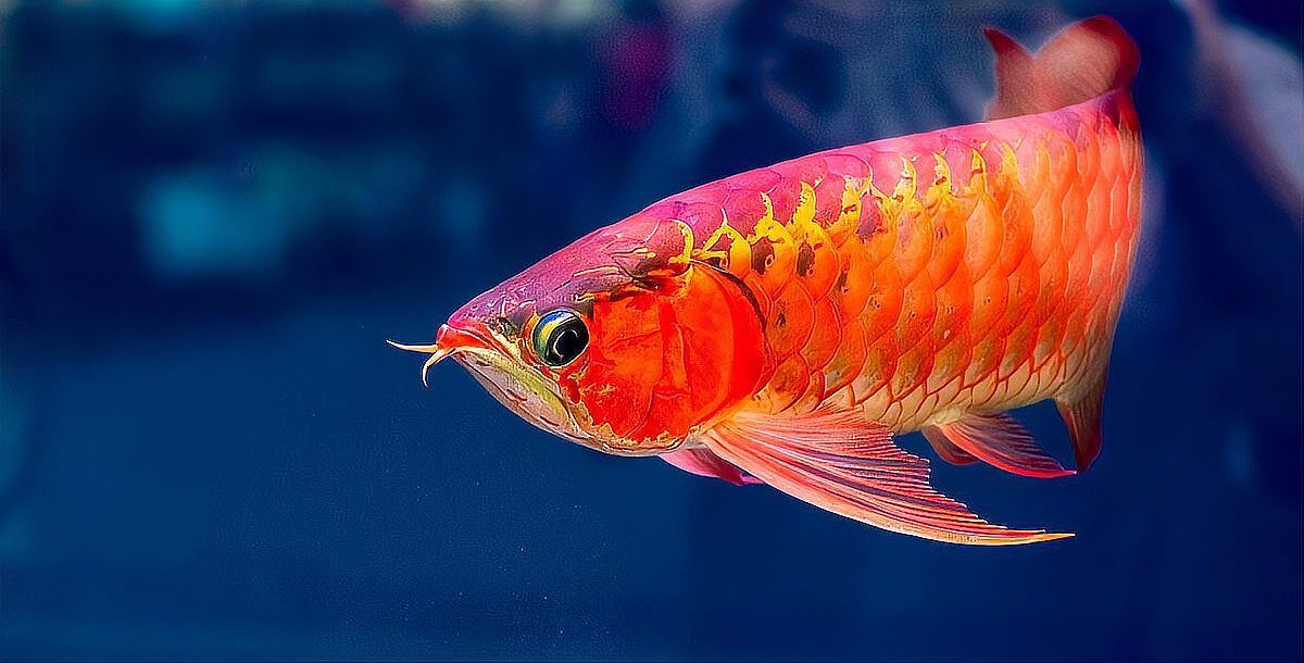 給我一些四腳龍魚的飼養技巧，ambystomamexicanumheim2217（墨西哥鈍口螈）