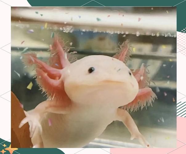 給我一些四腳龍魚的飼養技巧，ambystomamexicanumheim2217（墨西哥鈍口螈）