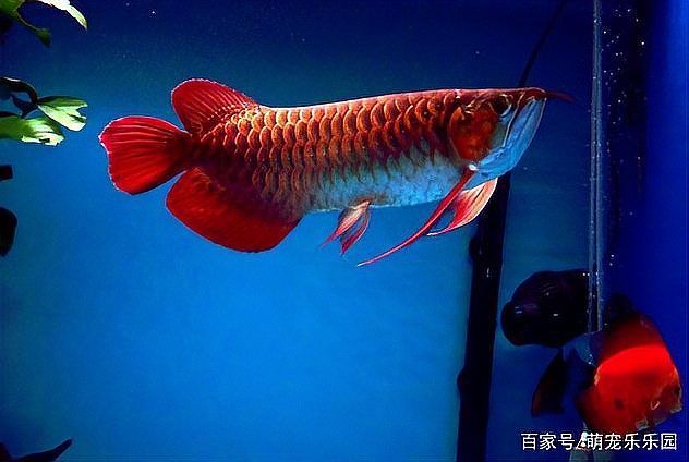 給我一些四腳龍魚的飼養技巧，ambystomamexicanumheim2217（墨西哥鈍口螈）
