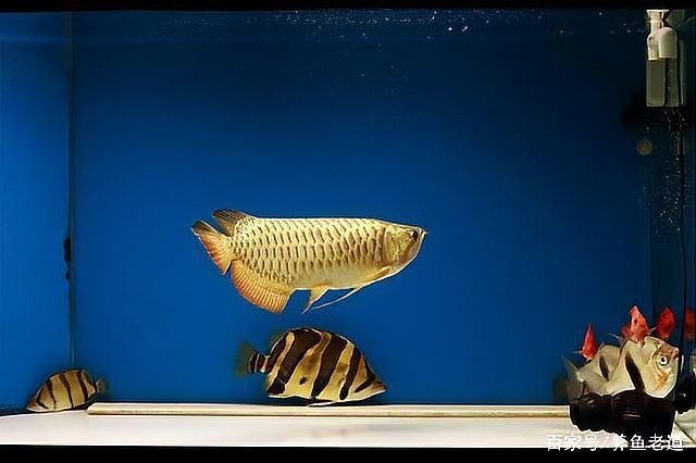 給我一些四腳龍魚的飼養技巧，ambystomamexicanumheim2217（墨西哥鈍口螈）