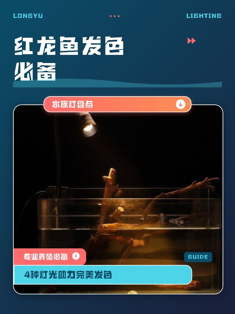 哪種燈對紅龍魚更好？，紅龍魚燈光使用時間表