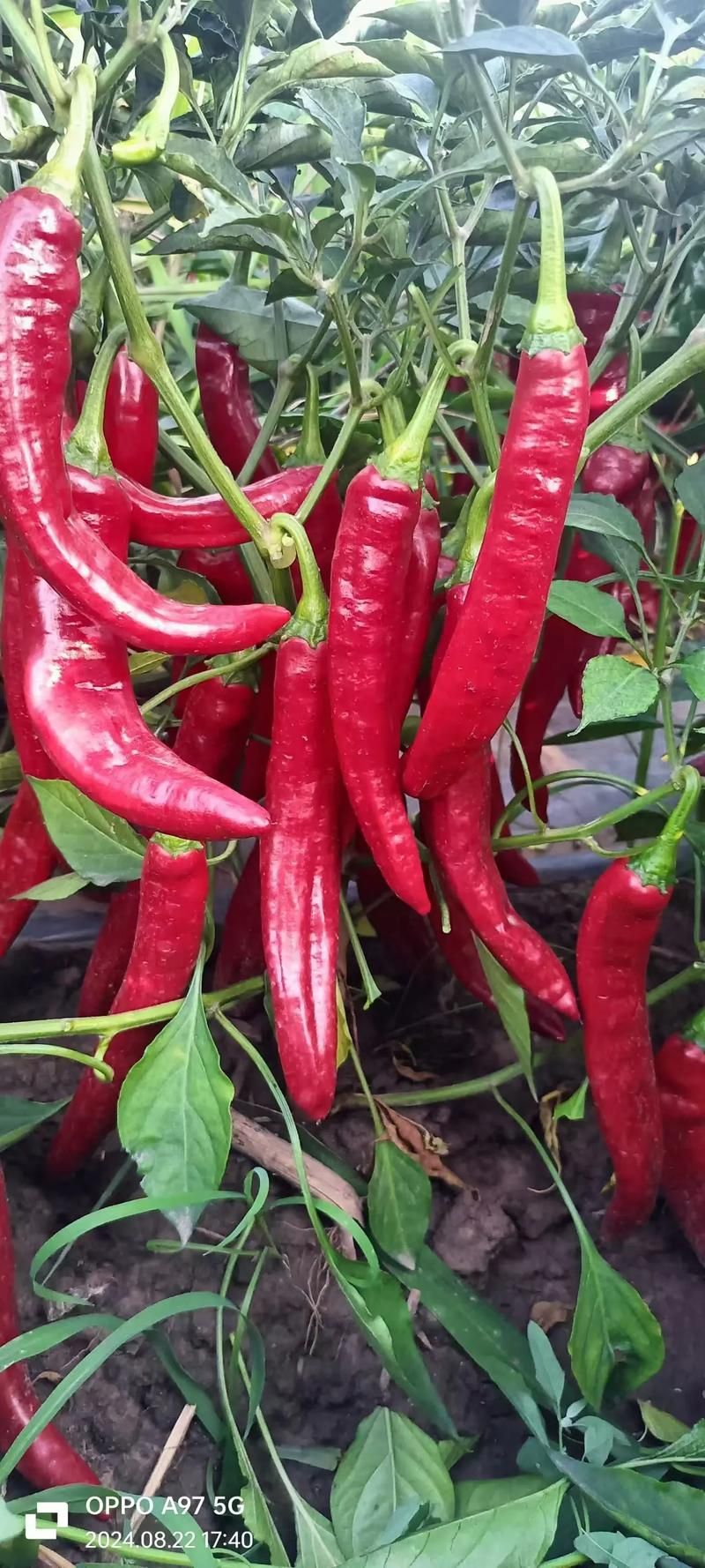 還有哪些品種的紅龍魚價格昂貴？，高價紅龍魚品種對比