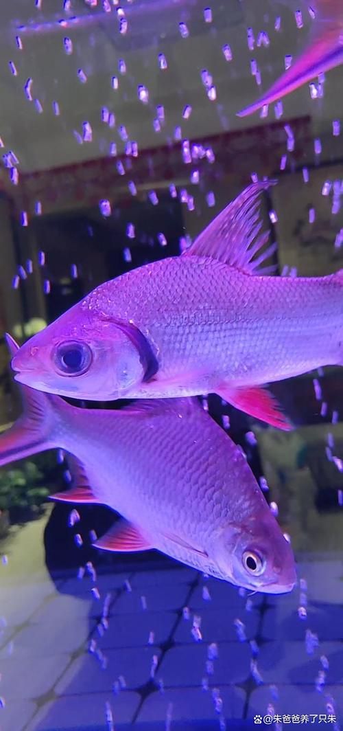 龍魚有哪些著名的品種？，龍魚品種繁多，其中一些最為人所知的包括：紅龍、金龍