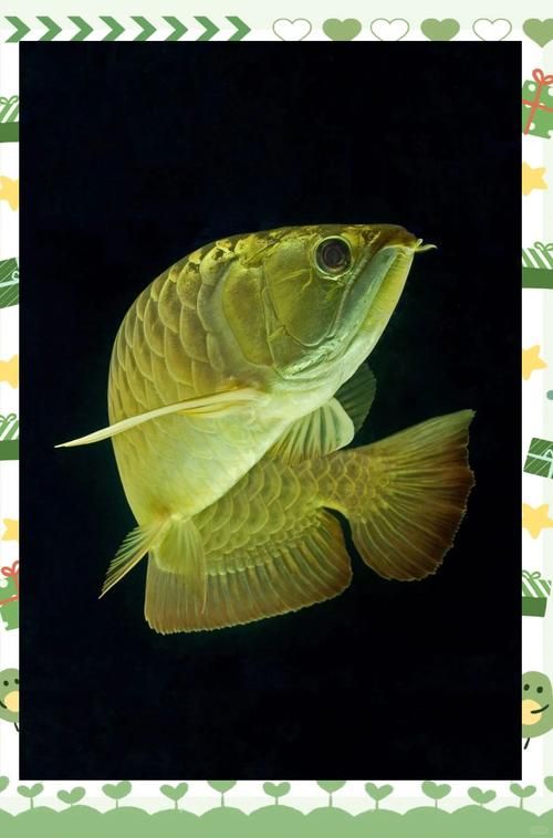 龍魚有哪些著名的品種？，龍魚品種繁多，其中一些最為人所知的包括：紅龍、金龍